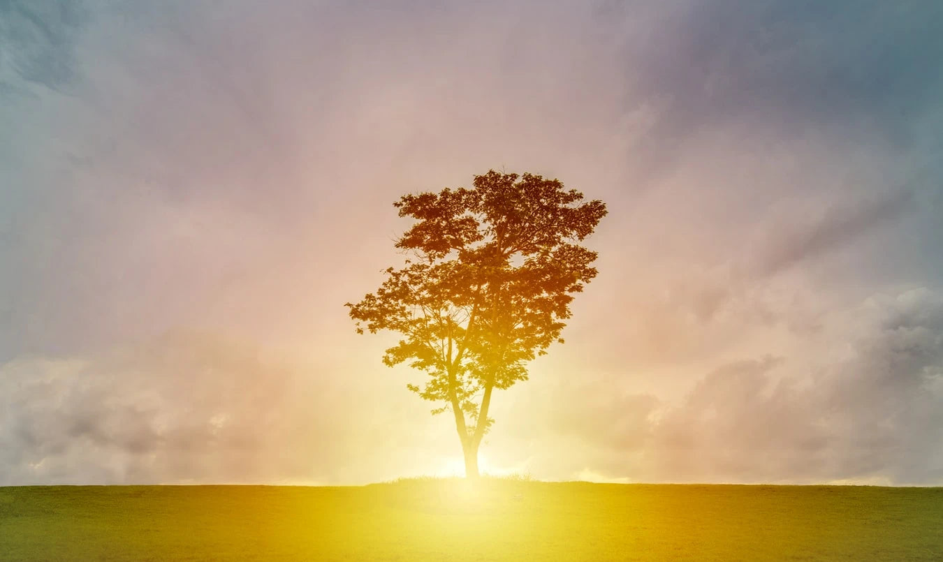 A tree on a horizon in front of the sun